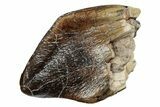 Rare Sauropod (Jobaria) Tooth - Niger #241052-1